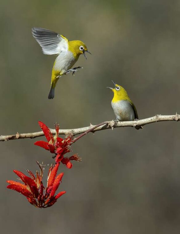 Achintya Murthy (India) – Fight For The Nectar-800