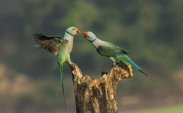 Achintya Murthy (India) – Vantage Point-800