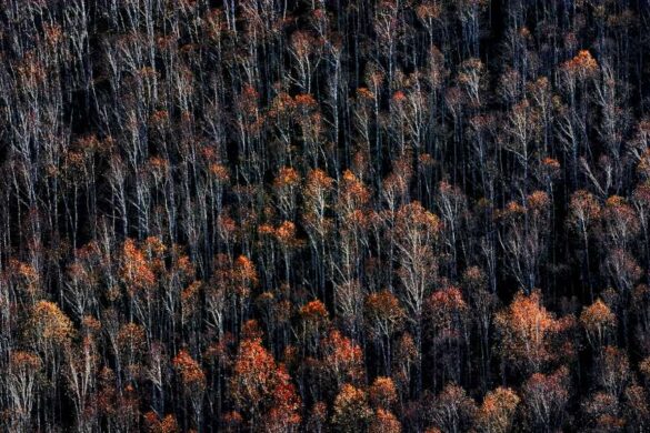Aleksandar Jovanovic (Serbia) – Birch forest-800
