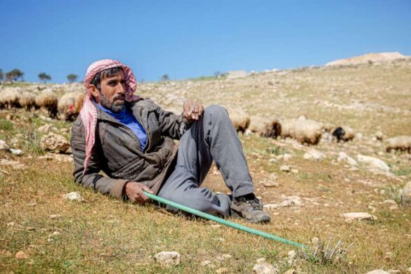 Ali Abu Ras (Jordan) – man-shepherd-sheep-g…-800