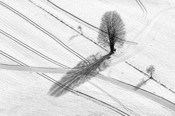 Andreas Friedmann (Austria) – Winterbaum 1-800