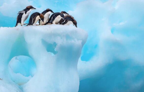 Angela Poggioni (USA) – Edge of the Iceberg-800