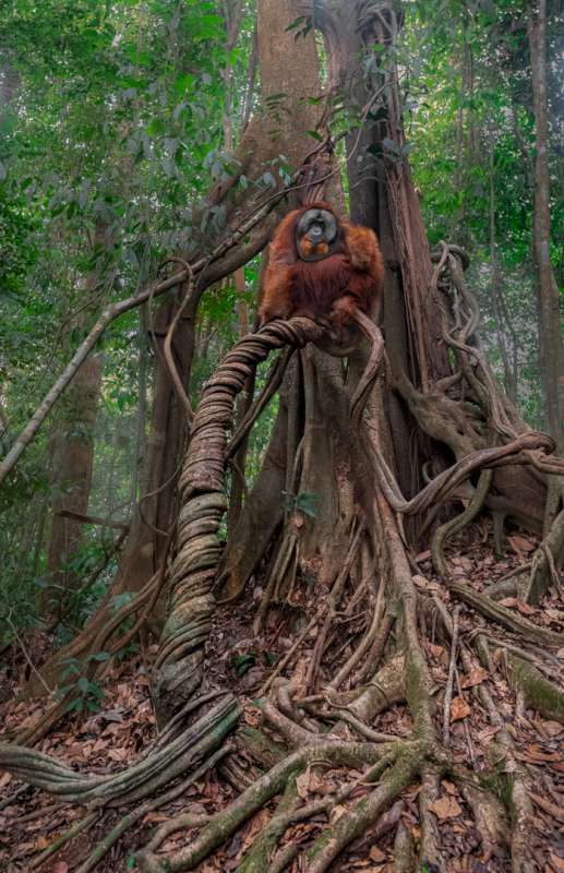 Angela Poggioni (USA) – Strangler Fig Tree-800