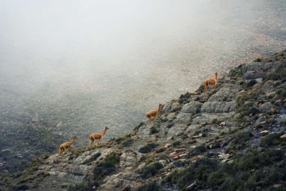 Anna Perevozchikova (Russia) – Vicunas in the Andes-800