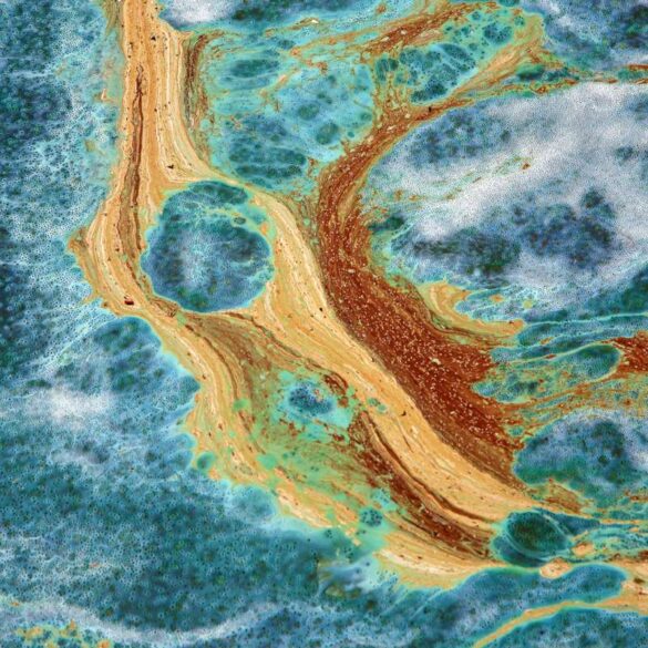 Artur Jastrzebski (Poland) – Cyanobacteria 1-800