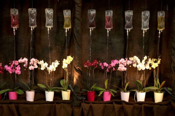 Artur Jastrzebski (Poland) – Orchids on a drip-800