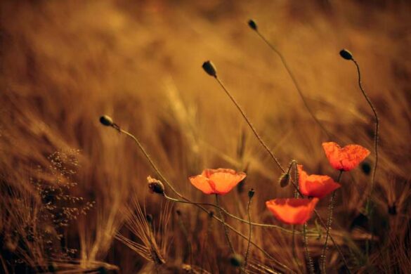 Artur Jastrzebski (Poland) – Poppies-800
