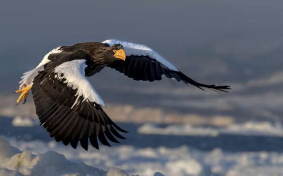 Association of Photographers Of Serbia E Diploma – Jie Fischer (USA) – Outspread wings17-800