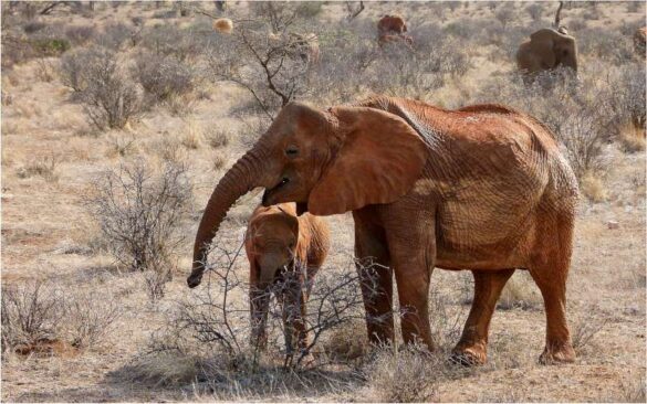 Barbara Schmidt (Germany) – Elephant with calve0…-800