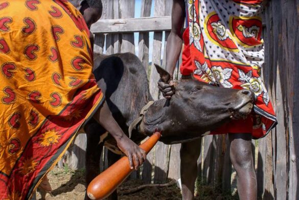 Bernard Decaudin (France) – Masai cattle blood 4-800
