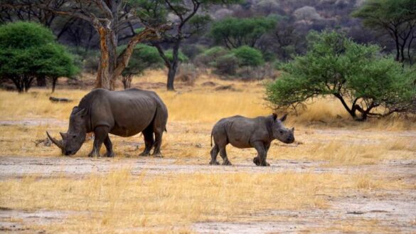 Bernard Decaudin (France) – Rhino and son 3-800