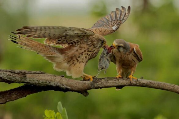 Bob Devine (United Kingdom) – kestrel female recei…-800