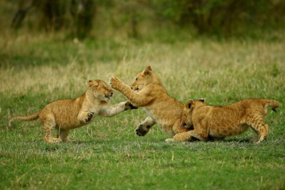 Bob Devine (United Kingdom) – lion cub gang 2-800