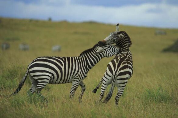 Bob Devine (United Kingdom) – zebra stallion attac…-800
