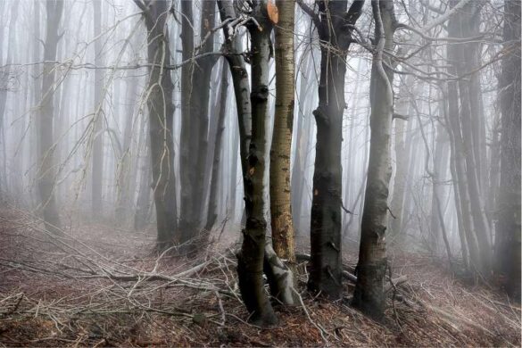 Borislav Milovanovic (Serbia) – Lost in Mist-800