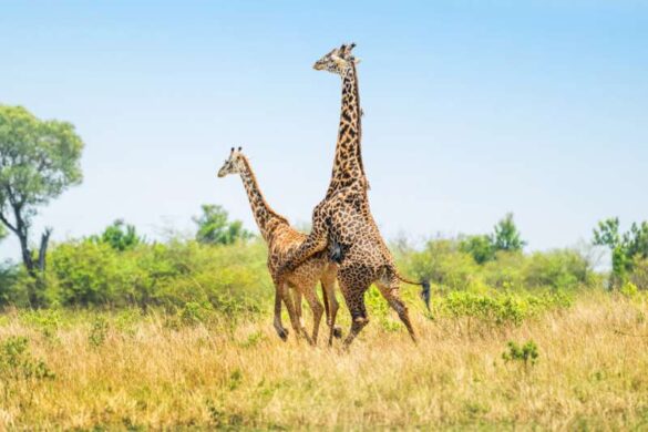 Chidi Chen (USA) – Giraffe Love-800