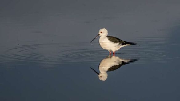 Christian Kieffer (Luxembourg) – Algarve birds 6-800