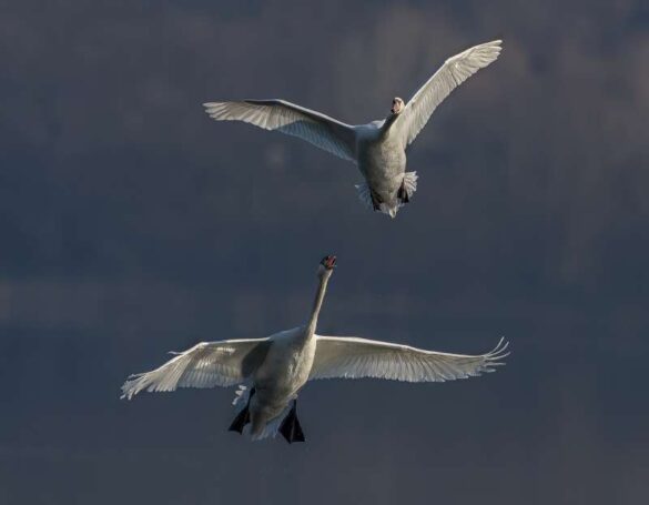 Dario Riva (Italy) – The swans 9-800
