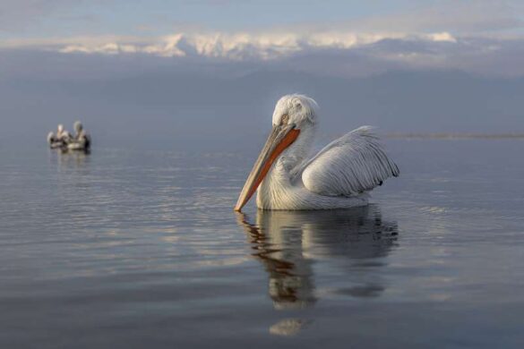 David Wheeler (England) – Dalmatian Pelican La…-800
