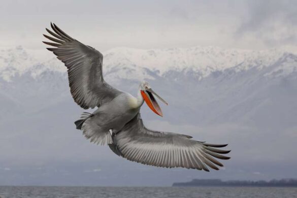 David Wheeler (England) – Dalmatian Pelican in…-800