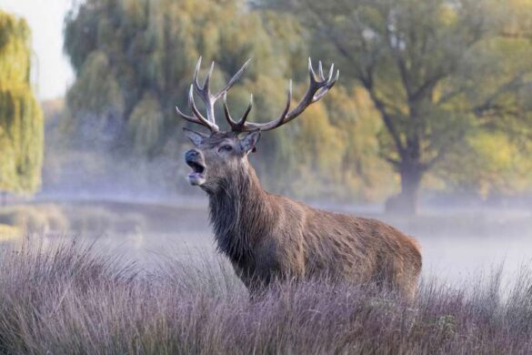 David Wheeler (England) – Red Deer Stag Roarin…-800