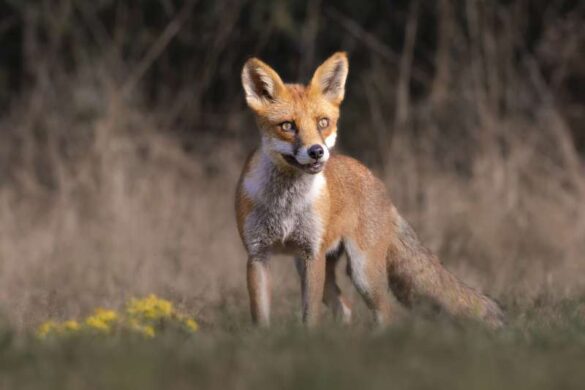 David Wheeler (England) – Red Fox on Alert-800