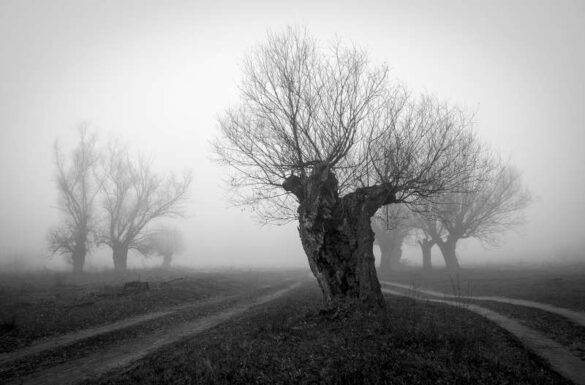 Dejan Sklopic (Serbia) – Magla-800