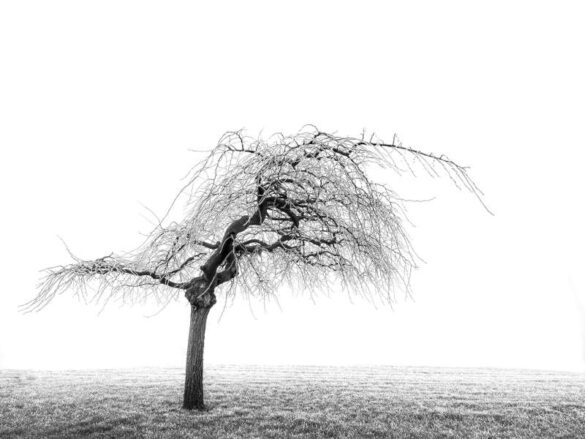 Dejan Sklopic (Serbia) – Sad Tree-800