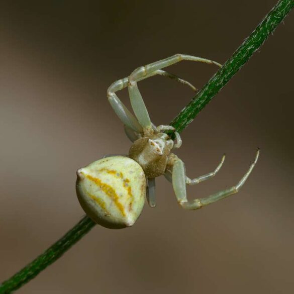 EVA LAMBROPOULOU (Greece) – THOMISIDAE SP-800