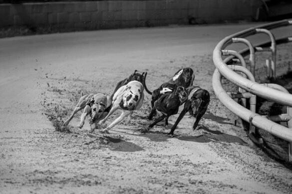 Emanuele Fusco (Italy) – Greyhound Racing 2-800