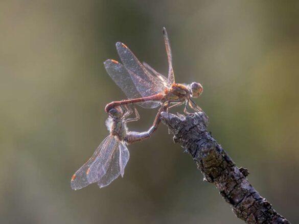 Ernoe Dr. Barsi (Hungary) – Mating wheel-800