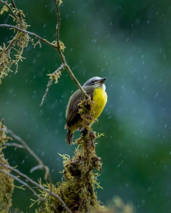Fengying Long (China) – Gray-capped Flycatch…-800