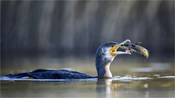 Harry Daemen (Luxembourg) – Kormoran-887-800