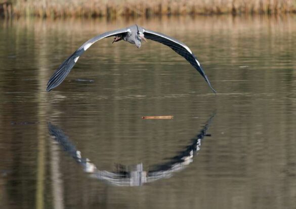 Ivan Miksik (Czech Republic) – Heron over pond-800