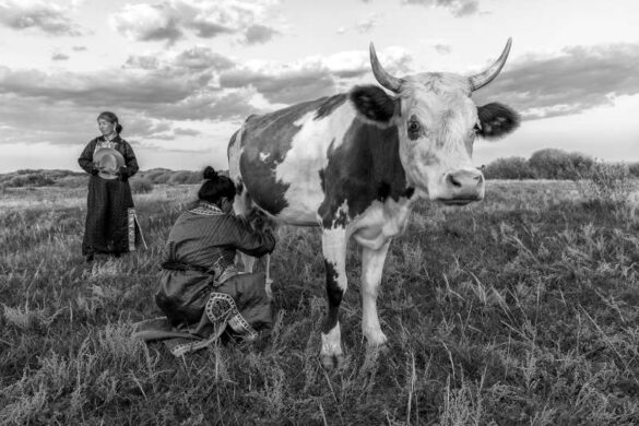 Jef Lemmens (Belgium) – Cow and milking-800