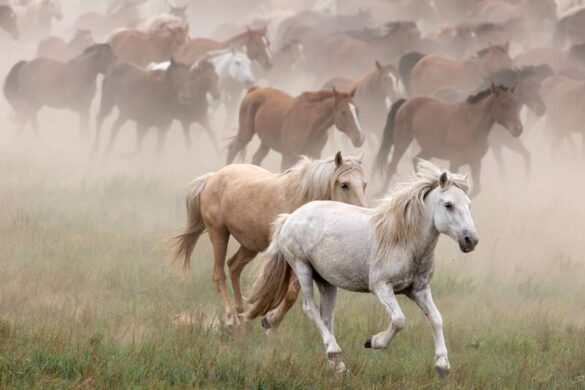 Jef Lemmens (Belgium) – White horse-800