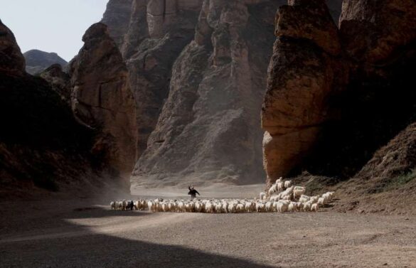 Jiahu She (China) – Canyon out grazing-800
