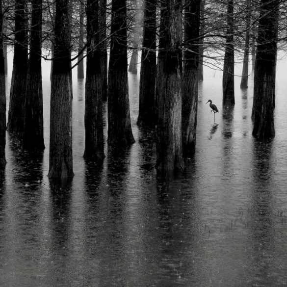 Jiahu She (China) – The egret in cold fo…-800
