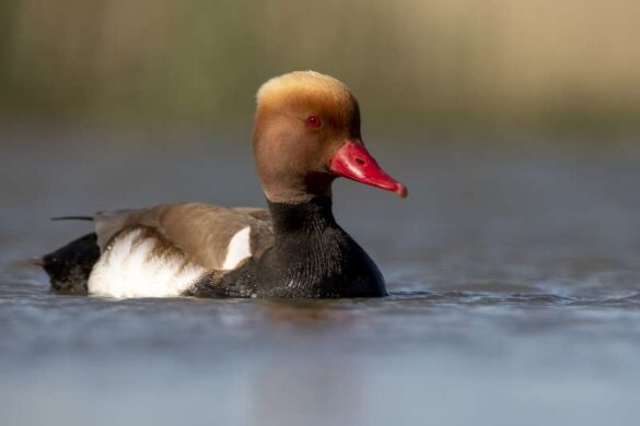 Jie Fischer (USA) – Bird portrait27-800
