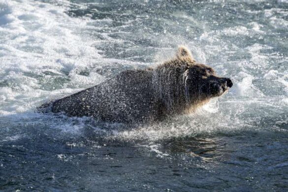Jie Fischer (USA) – Grizzly Bear4-800