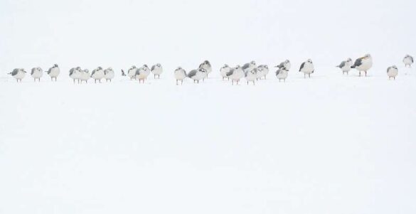 Joern Luetzen (Germany) – seagulls in the snow-800
