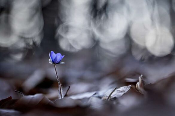 Kamila Wisniewska Halka (Poland) – Soft Emergence-800