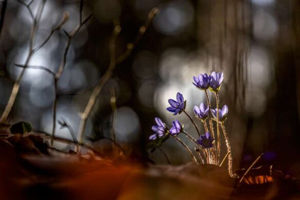 Kamila Wisniewska Halka (Poland) – When The Forest Glow…-800
