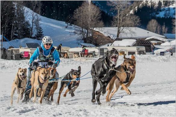 Klaus Stock (Switzerland) – Sled dog race-800