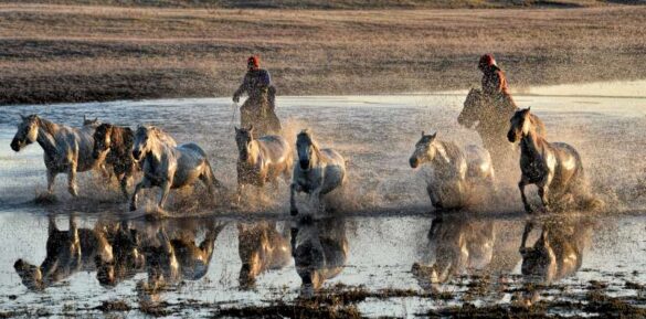 Lee Eng Tan (Singapore) – Mongol Horse Run-800