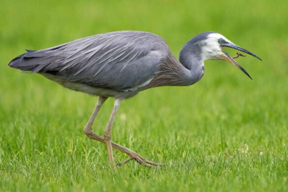 Liz Hardley (New Zealand) – Heron and Worm-800