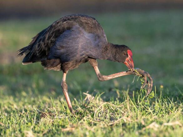 Liz Hardley (New Zealand) – Swamp Hen Feeding-800