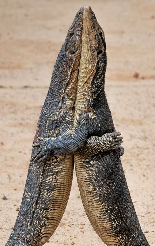Liz Hardley (New Zealand) – Two Monitor Lizards-800