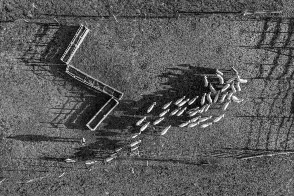 Marian Plaino (Romania) – Controlled movement-800