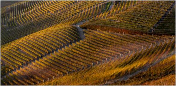 Massimo Cavalletti (Italy) – Langhe-800